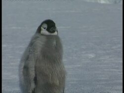 MCU young emperor penguin, downy feathers still attached to most of its body, Antarctica Stock Footage