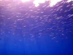 School Of Fish Stock Footage