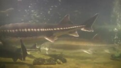 A stingray swims among other fish along the ocean floor. Stock Footage