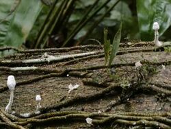 Time-lapse of fungi growing on a dead tree trunk on the rainforest floor in Ecuador Stock Footage