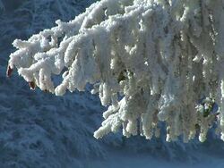 HD: Branches covered in snow. Stock Footage