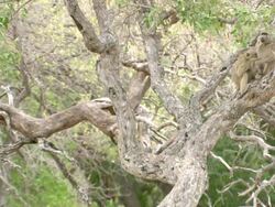 MS Shot of Two chacma baboon sitting on branch of tree observing surroundings and grooming / Okavango Delta, North West District, Botswana Stock Footage