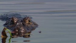 A crocodile lurks in a river. Stock Footage