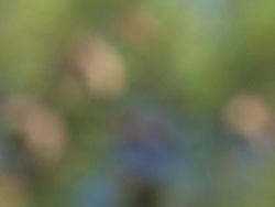 HD: Pine tree Stock Footage