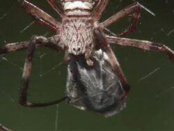 ECU St. Andrew's Cross spider hanging from web and wrapping prey in cocoon / Melbourne, Victoria, Australia Stock Footage