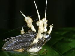 Cordyceps fungus growing out of a parasitized moth in Ecuador. Stock Footage