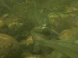 Swimming fish Stock Footage