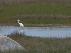 Snowy egret in the swamp 10 Stock Footage