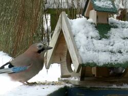  MS Bird  house in winter  /  Kastel-Staadt, Rhineland-Palatinate, Germany  Stock Footage