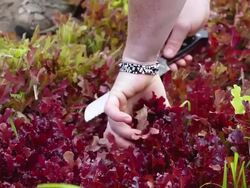 CU SLO MO TS Shot of cutting fresh lettuce from organic farm / Chatham, Michigan, United States Stock Footage