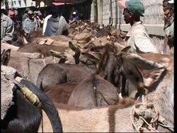 A look at the role of donkeys in Ethiopian life News Clip