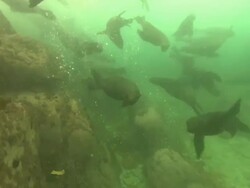 Sea Lions playing, South Africa  Stock Footage