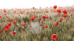 Cobwebs early morning mist poppies barley field Tuscany Italy Stock Footage