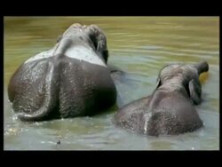 Baby Elephant (Elephas maximus) protected by adults in water; short sequence, Nagarahole, Southern India Stock Footage