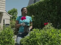 MS Woman planting flower in back yard  / Portland, Oregon, United States  Stock Footage