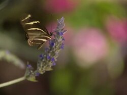 CU SLO MO Shot of Queen, orange butterfly on purple flower / Santa Barbara, California, United States Stock Footage