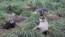 Antarctic Fur Seal pups and females at Salisbury Plain, South Georgia, Southern Ocean. Stock Footage