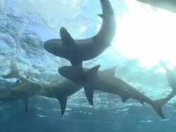 Low Angle pan-left - Sharks circle at the surface of the ocean. Stock Footage