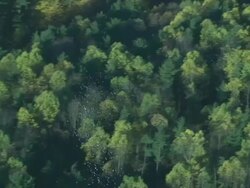 High Angle  aerial tracking-left - Pigeons fly over a lush forest. /  USA Stock Footage