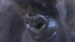 Baby gorilla born at Frankfurt Zoo News Clip