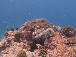 Puffer fish in cleaning station, South Ari Atoll, The Maldives Stock Footage