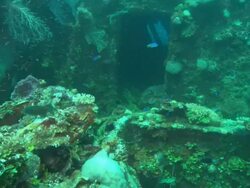 Sankisan, Hold door with small fish and containers, Chuuk Lagoon, South Pacific  Stock Footage