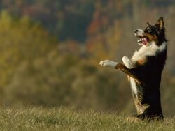HD Super Slow-Mo: Purebred Border Collie Standing Still Stock Footage