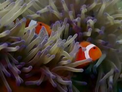 CLOSE UP ORANGE CLOWN FISH FAMILY IN ANENOME Stock Footage