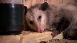 A frightened opossum hides near a fuel canister in a shed. Stock Footage