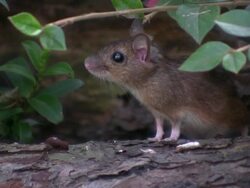 Mouse (Apodemus sylvaticus) Stock Footage