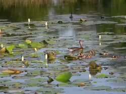 Baby ducks in the Wetlands Stock Footage