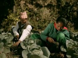 People of Nepal: Happy farmers in cabbage farm. Stock Footage
