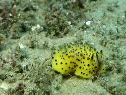 CU Shot of Nudibranch resting with gills and rhinophores moving with surge / Matola, Maputo, Mozambique Stock Footage