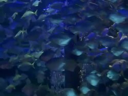 CU Shot of Fish swimming in fish tank display, uShaka Marine World / Kwazulu-Natal, South Africa Stock Footage