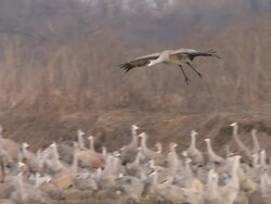 MS TD SLO MO Shot of Sandhill Crane Grus canadensis flying then landing with others on river bank / Kearney, Nebraska, United States Stock Footage