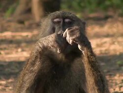 baboon monkey Stock Footage