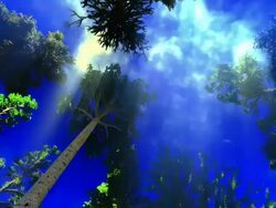 Primeval forest Stock Footage