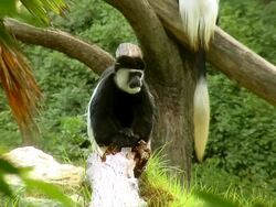 monkey Stock Footage