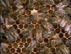 MS High angle, Honey Bees (Apis mellifera) performing waggle dance in hive, England Stock Footage