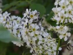 Mosquitos Stock Footage