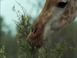 CU Giraffe (Giraffa camelopardalis) eating from thorny branch, Botswana Stock Footage