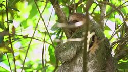 MS Sloth sleeping on a tree Stock Footage