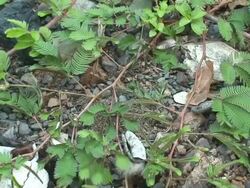 Sensitive plant Stock Footage
