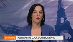 Tiger on the Loose Outside of Paris News Clip
