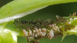 Green aphids swarm and feed on plant stem Stock Footage