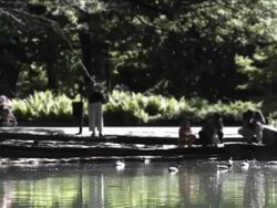 people feeding ducks in park HD Stock Footage