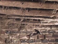 WS SLO MO View of Barn Swallow, hirundo rustica, Adult in Flight / Vieux Pont en Auge, Normandy, France  Stock Footage
