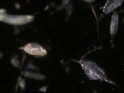Copepods with nautilus larvae Stock Footage