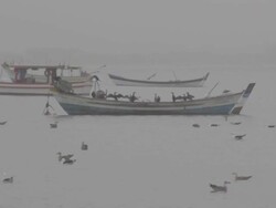 Seagulls Stock Footage