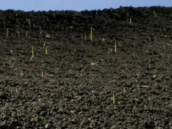 Grass germinating, track across Stock Footage